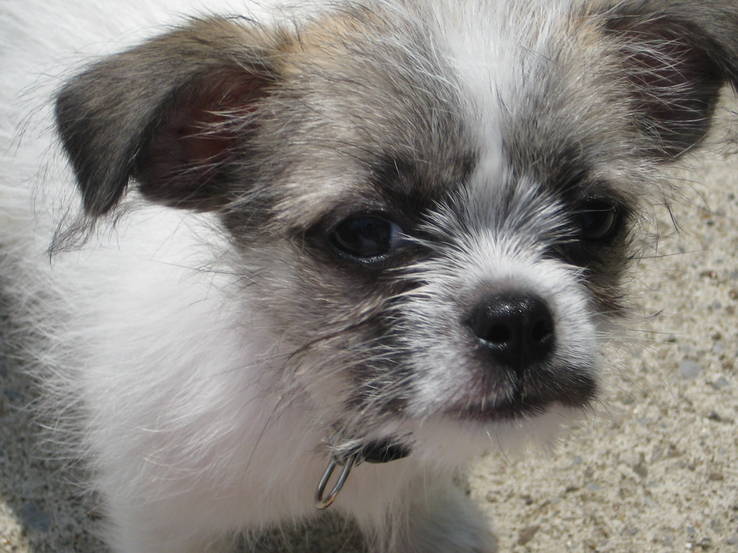Hi I’m Hercules